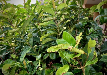 Windschade aan Ixora bladeren