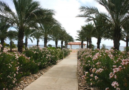 Oleander en Dadelpalm zijn sterke planten