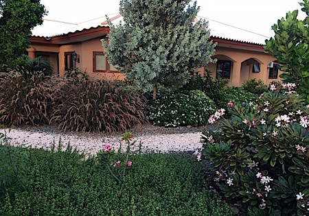 Dwarf Plumeria, Red Fountain Grass en Silver Button Wood. Grote Berg.