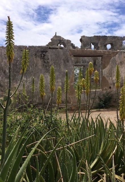  Cactussen en Succulenten