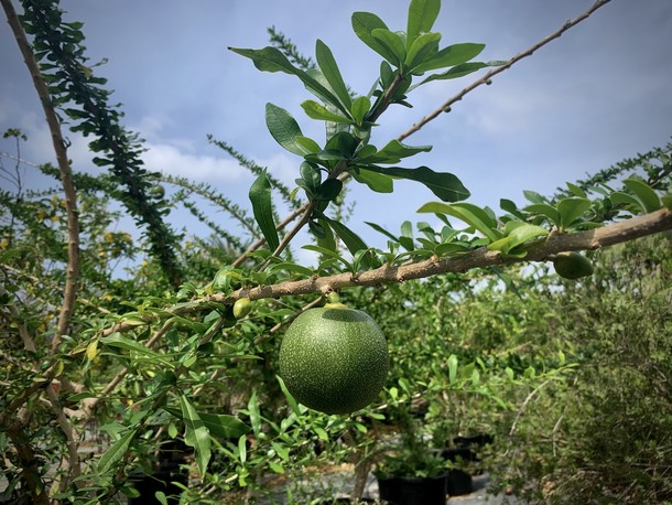 Crescentia cujete 