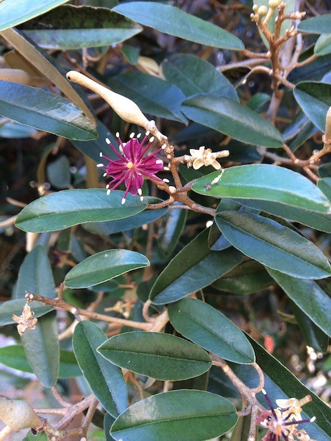 Capparis indica