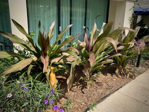 Crinum augustum 'Queen Emma'