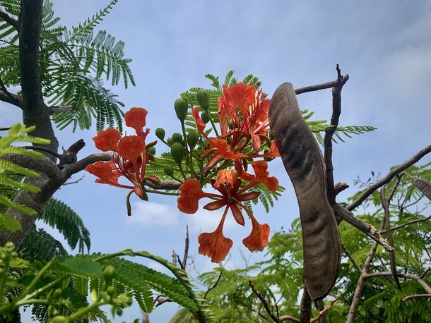 Delonix regia 