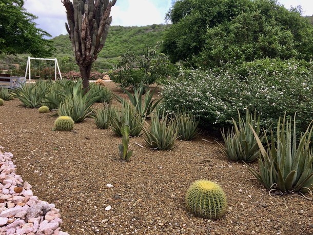 Echinocactus grusonii