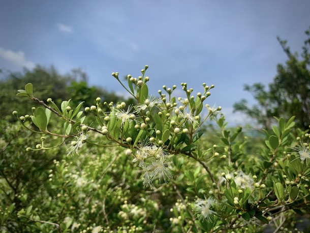 Eugenia foetida