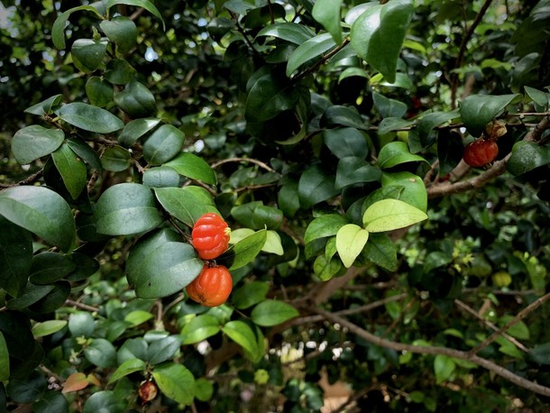 Euginia uniflora