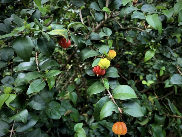 Euginia uniflora