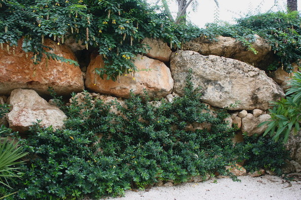 Ficus microcarpa 'Green Island' 