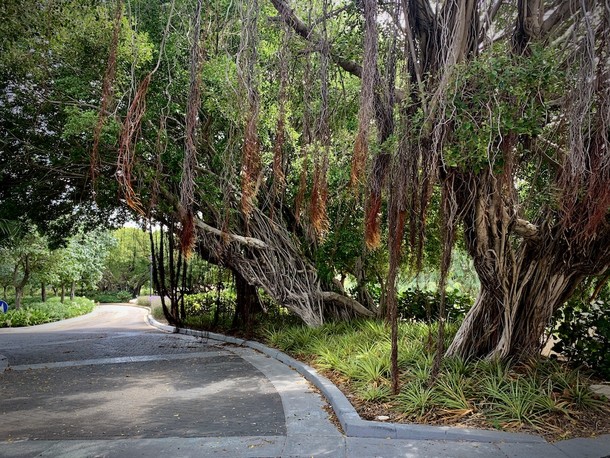 Ficus nitida