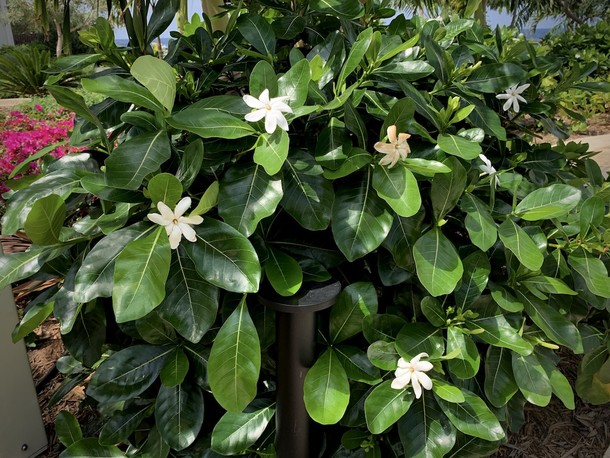 Gardenia taitensis