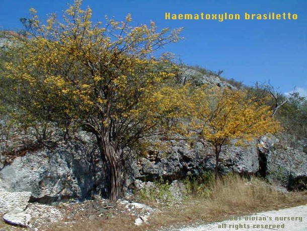 Haematoxylon brasiletto