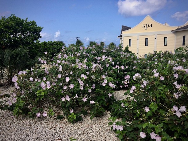 Ipomoea carnea