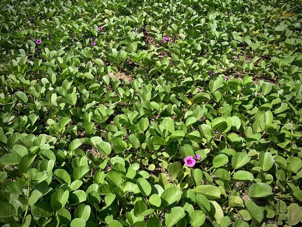 Ipomoea pes-caprae