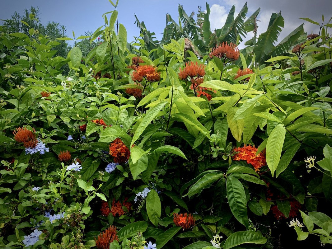 Ixora Orange Or Faja Lobi