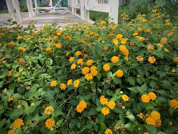 Lantana camara 'Gold Mound'