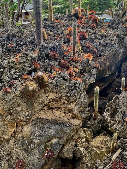 Melocactus macracanthus