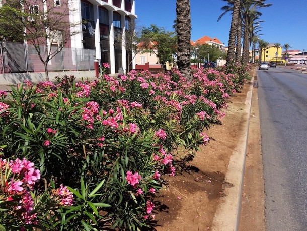 Nerium oleander