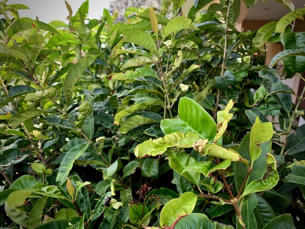 Ixora odoratissima