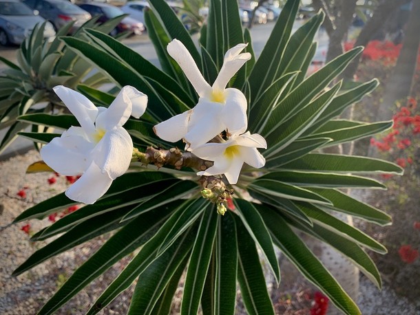 Pachypodium geayi