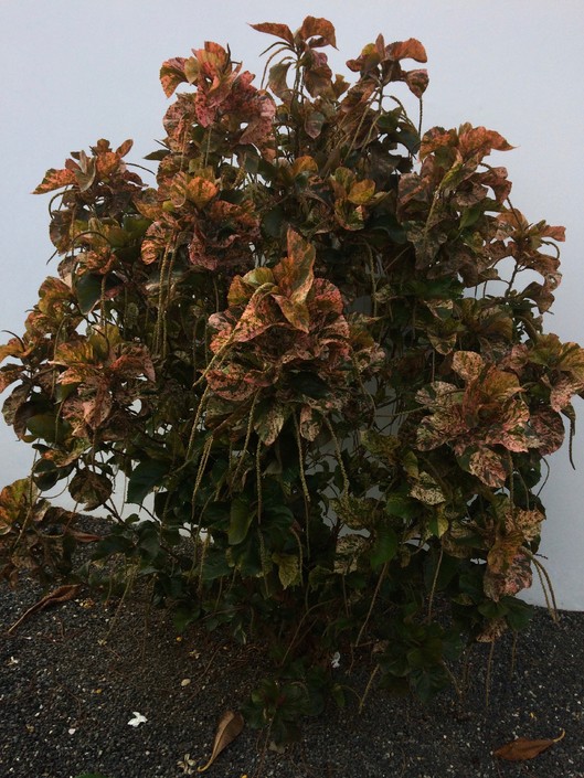 Acalypha Wilkesiana 