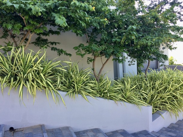 Pandanus baptistii variegata