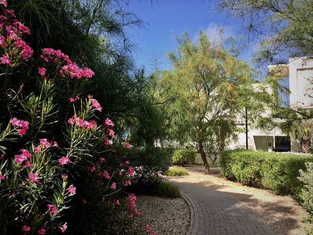 Parkinsonia  praecox