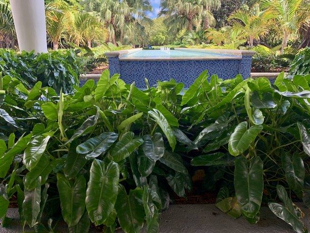 Philodendron 'Burle Marx' 