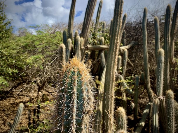 Pilosocereus lanuginosus 