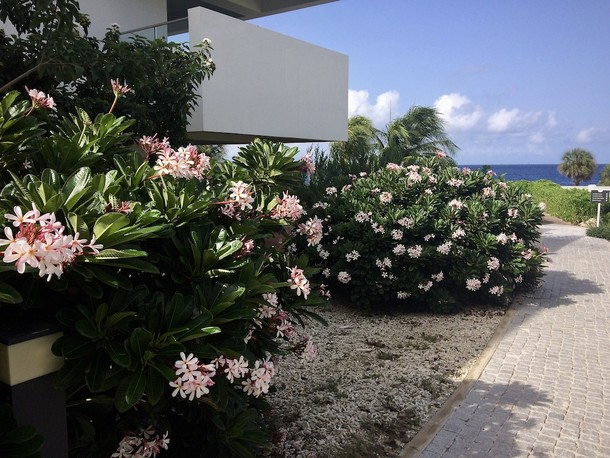 Plumeria obtusa 'Dwarf Singapore Pink'