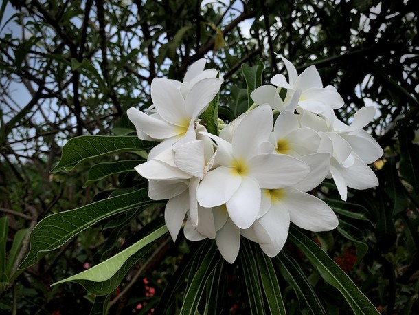 Plumeria pudica