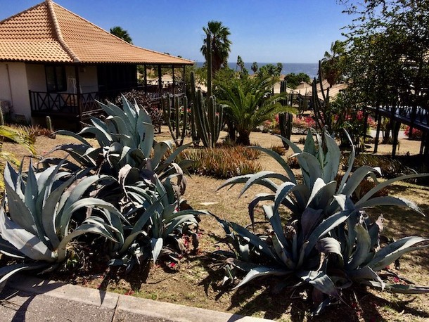 Agave franzosinii