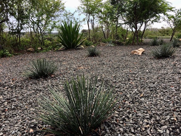 Agave geminiflora