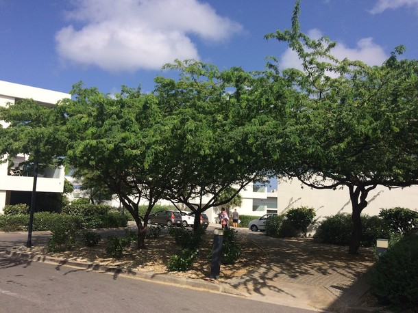 Prosopis juliflora