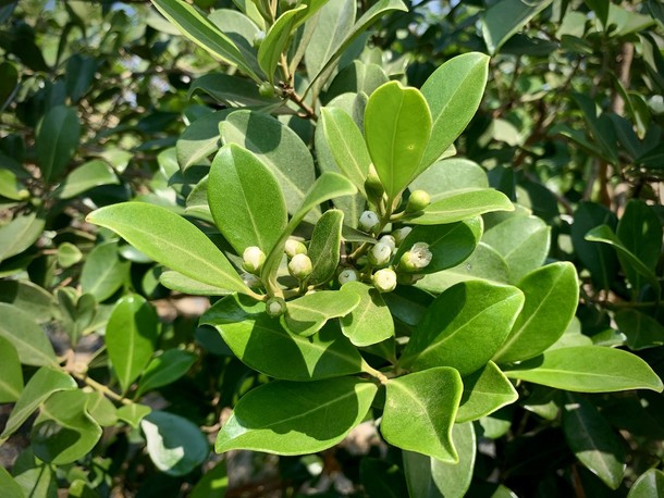 Psidium littorale