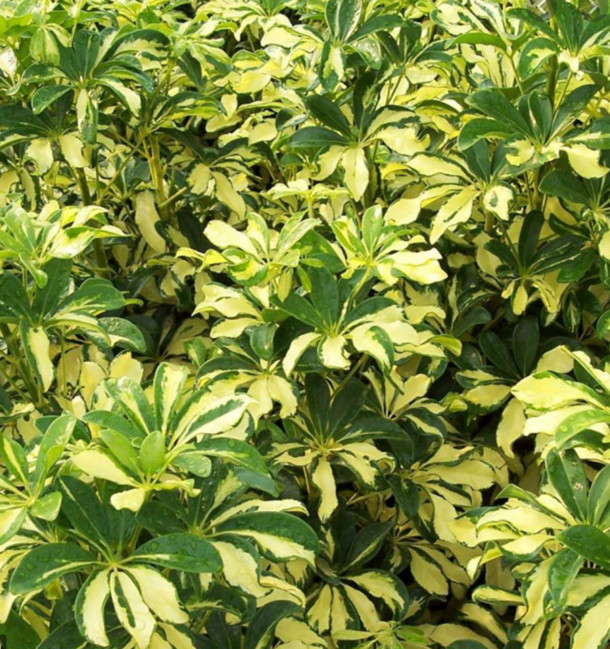 Schefflera Arboricola 'Gold Capella'