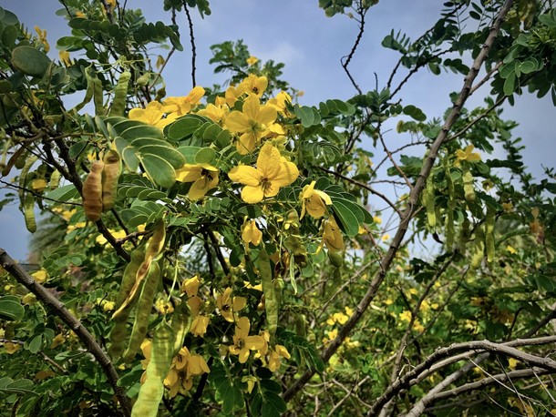 Senna bicapsularis