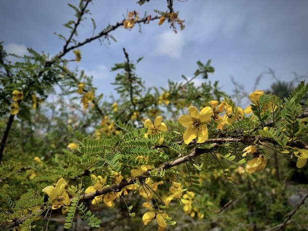 Senna polyphylla