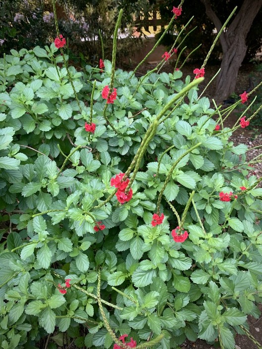 Stachytarpheta mutabilis