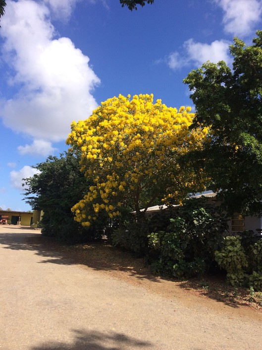 Tabebuia chrysotricha