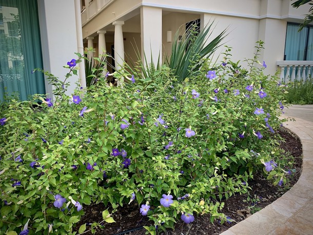 Thunbergia erecta 