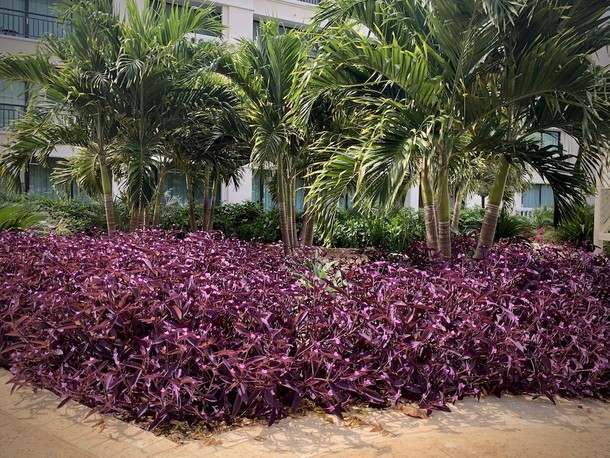 Tradescantia pallida 'Purpurea'