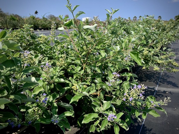 Vitex rotundifolia