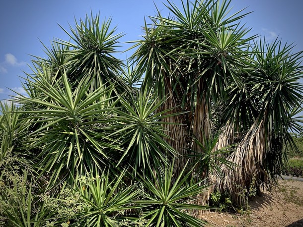 Yucca elephantipes