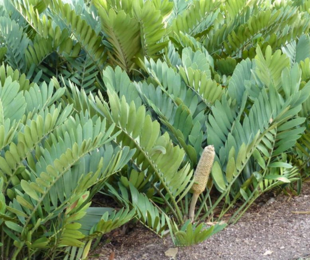 Zamia furfuracea | Cardboard palm