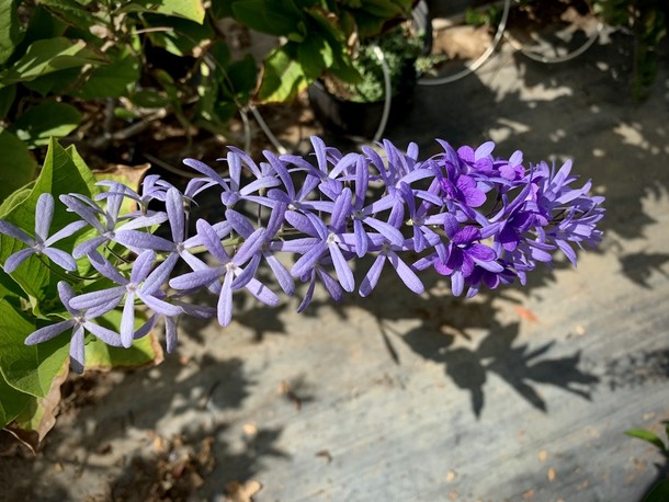 Petrea volubilis