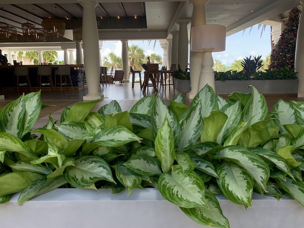 Aglaonema 'Silver Bay'