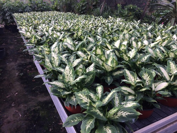 Dieffenbachia 'Compacta'