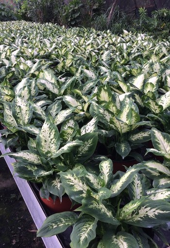 Dieffenbachia 'Compacta'