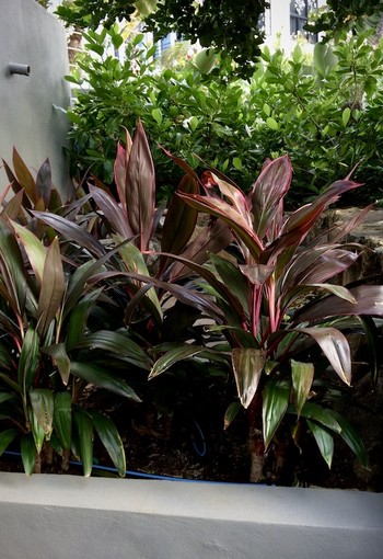 Cordyline fructicosa